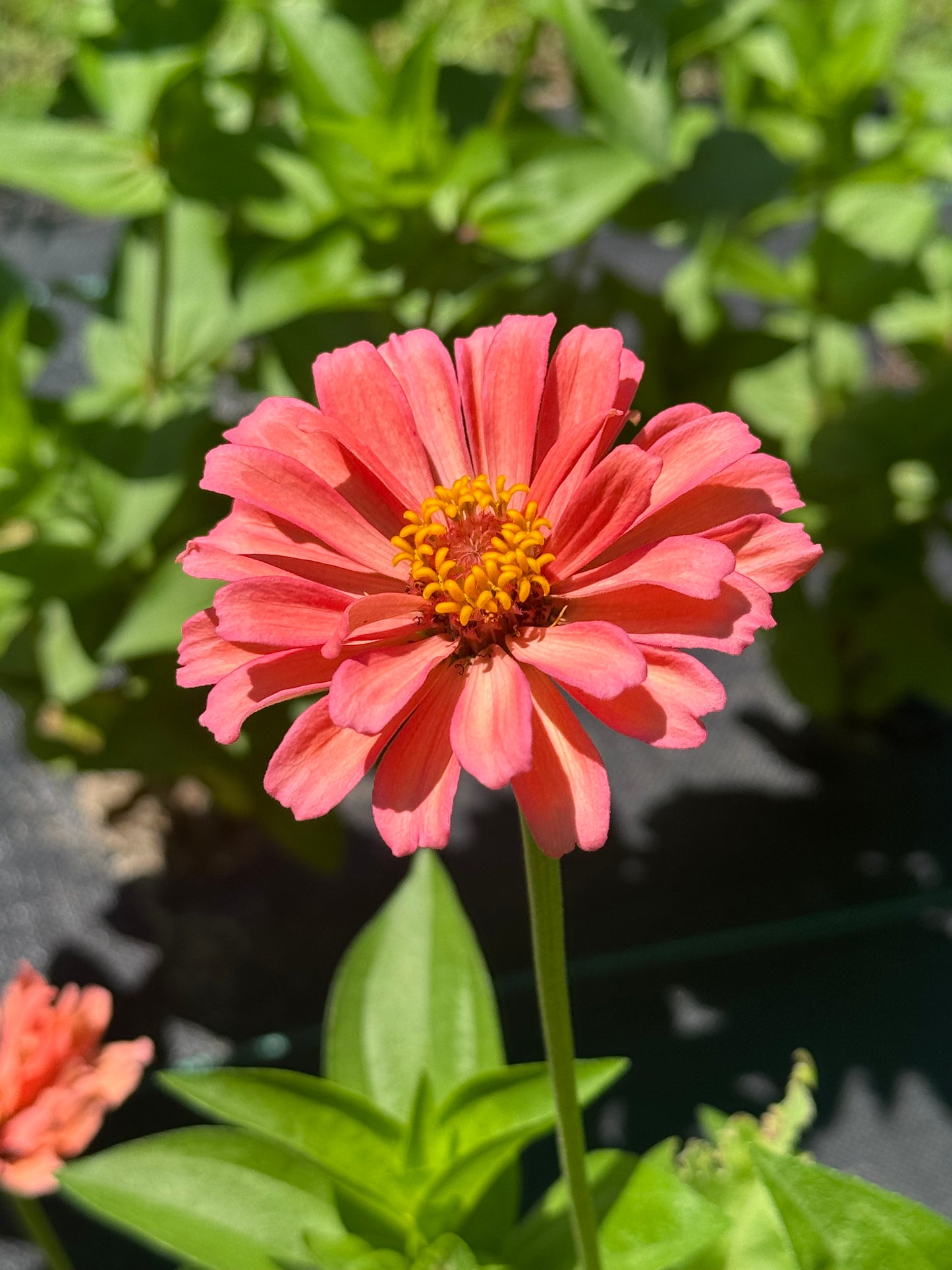 Zinnia Bouquet