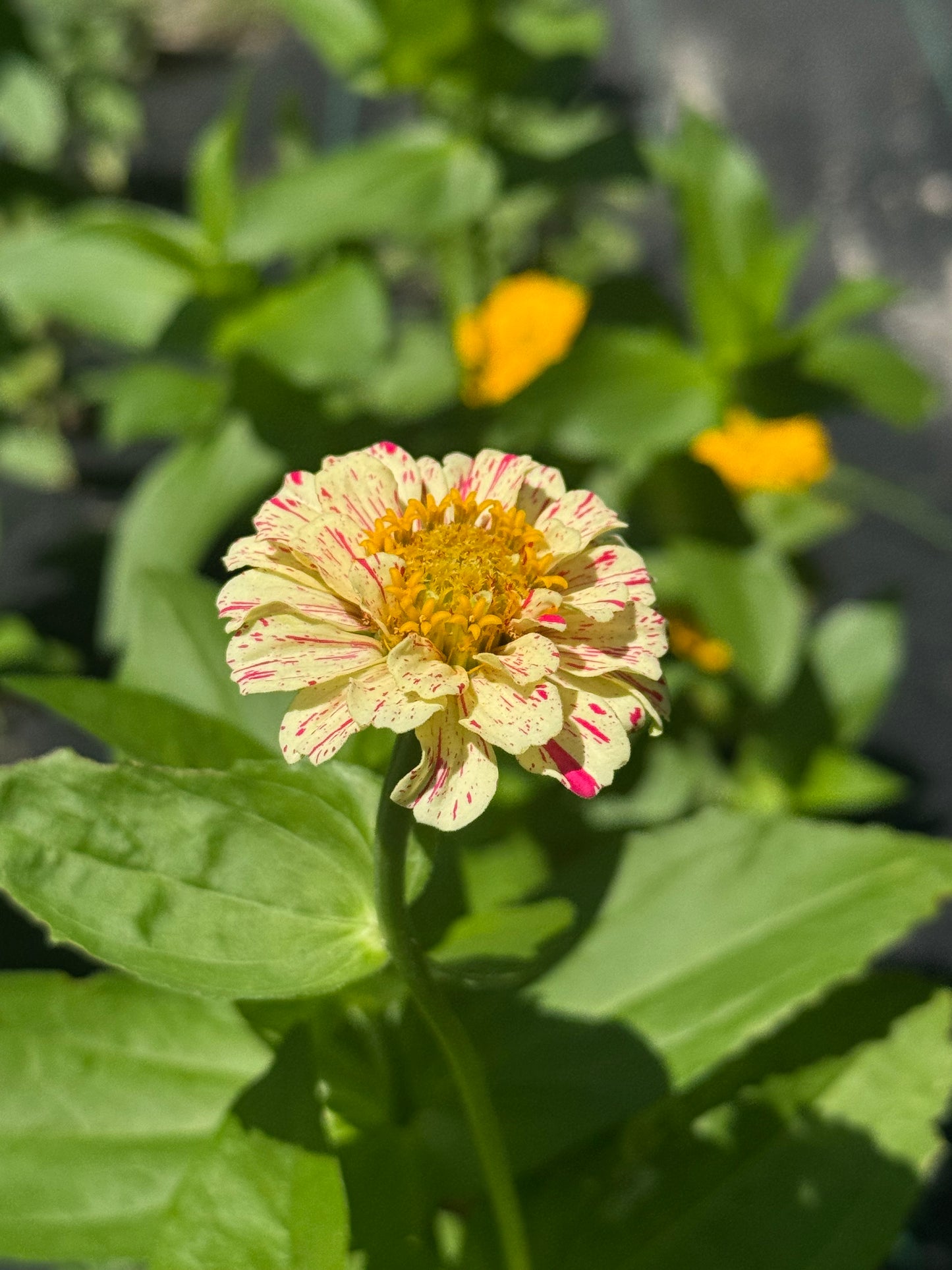 Zinnia Bouquet