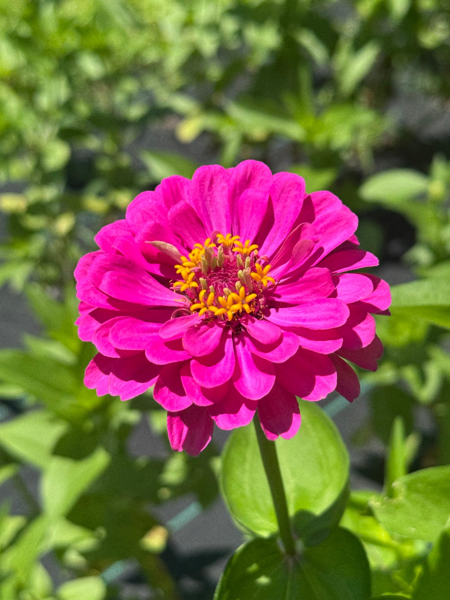 Zinnia Bouquet