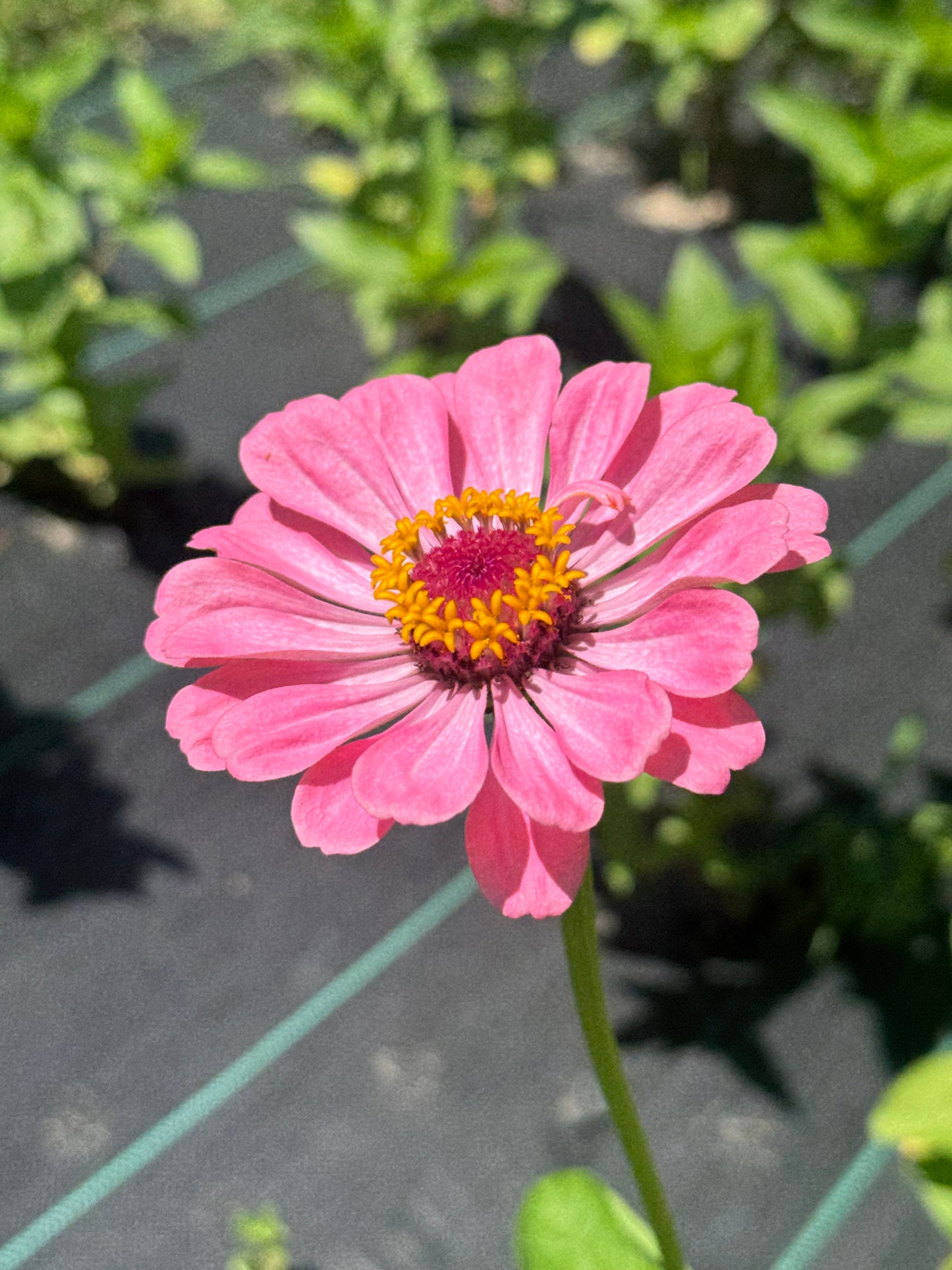 Zinnia Bouquet