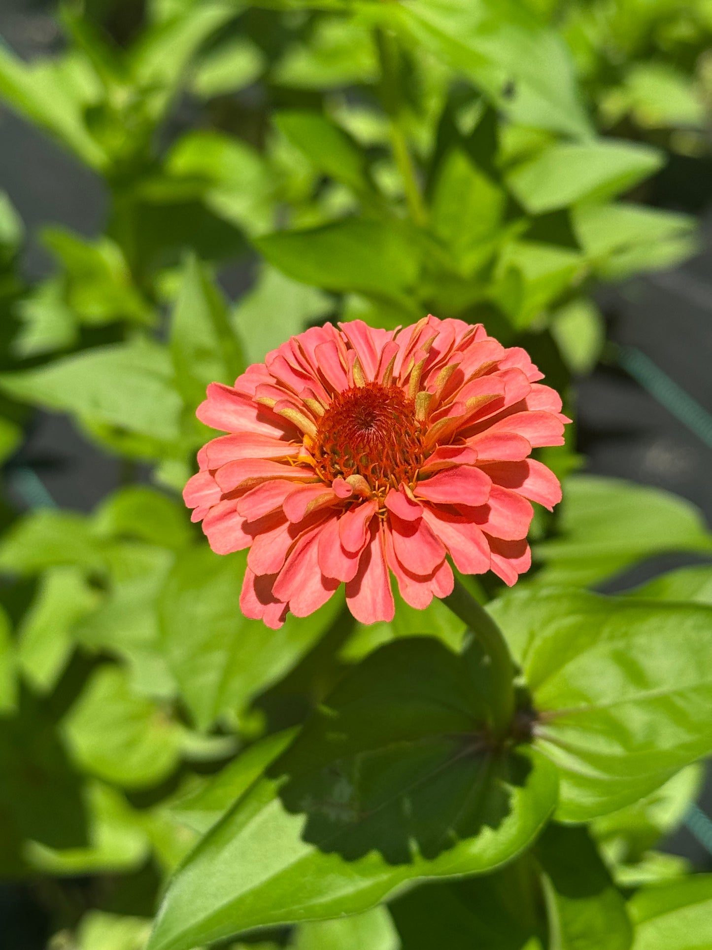 Zinnia Bouquet