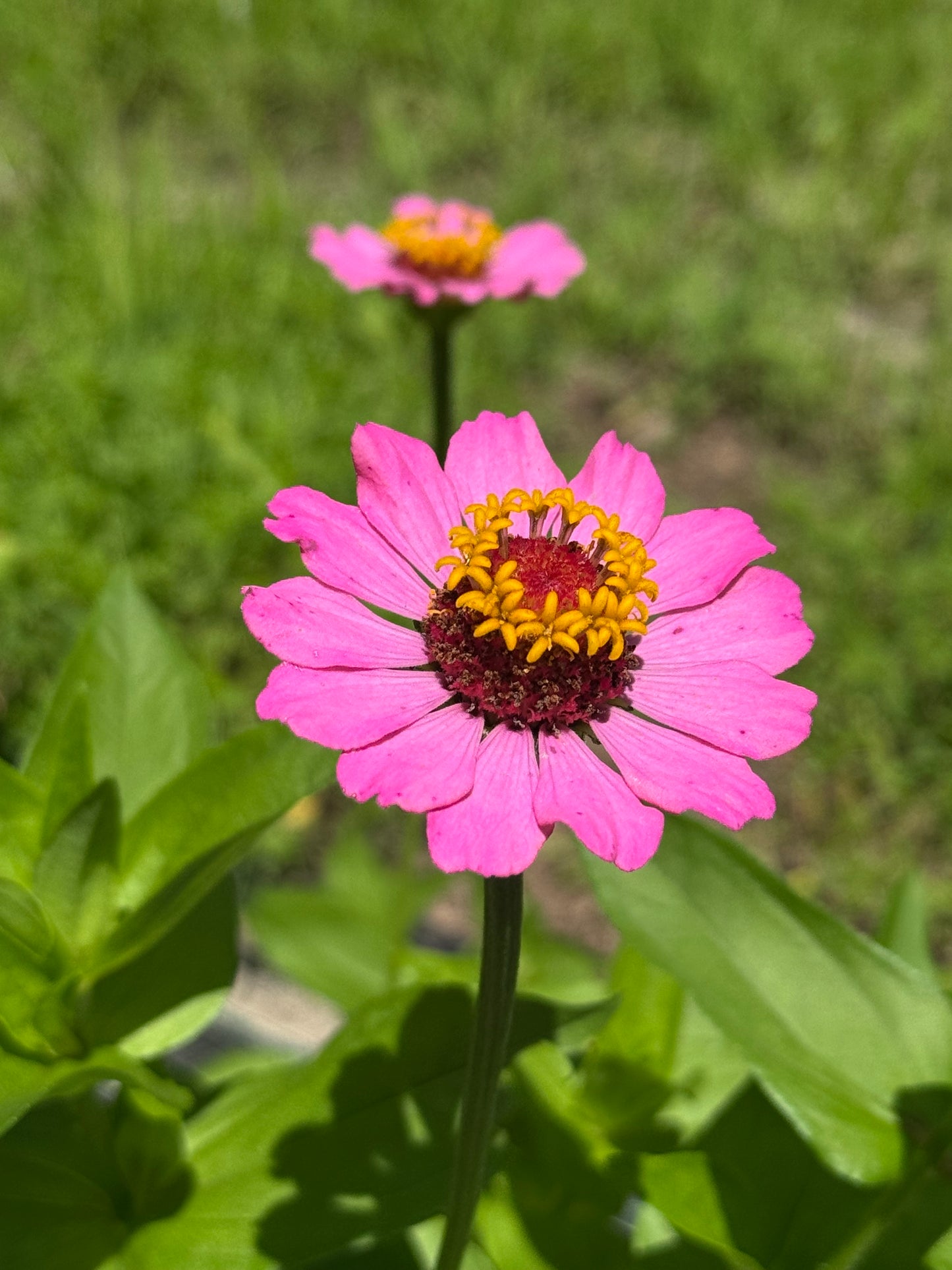 Zinnia Bouquet